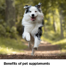 Benefits of Pet Supplements